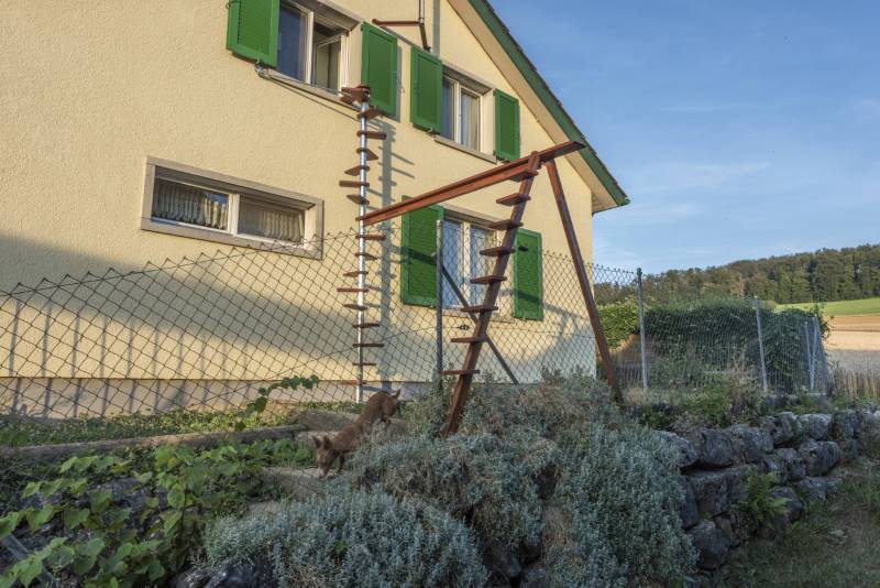 CATWALK cats stairs 340 cm in AG-Klingnau