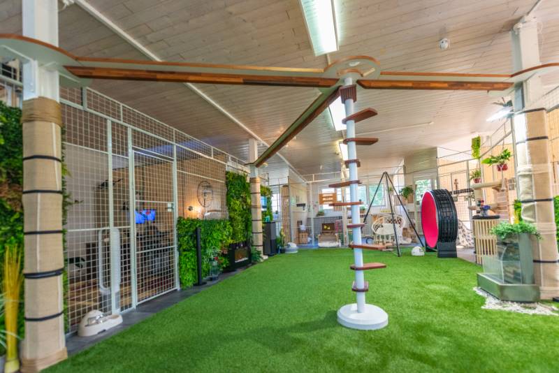 REF 2268: CATWALK Katzentreppe 230 cm in SZ-Siebnen